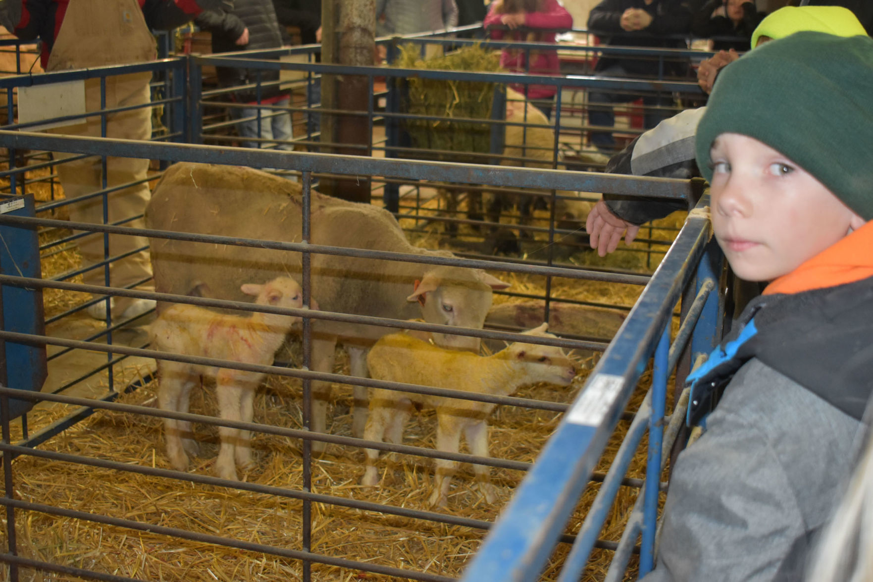 In the sheep barn